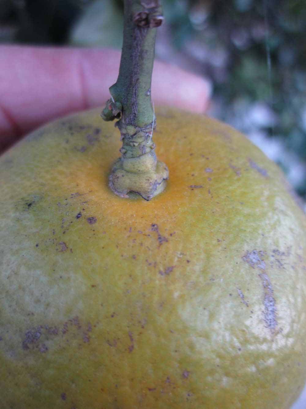              Fruit (Bouquet de Fleurs, Winter Haven, FL)       